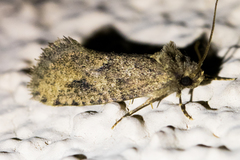 Acrolophus kearfotti