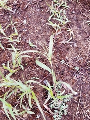 Panicum philadelphicum