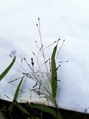 Panicum philadelphicum