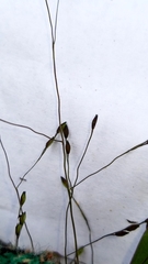 Panicum philadelphicum