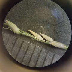 Panicum philadelphicum