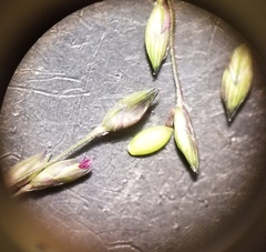 Panicum philadelphicum