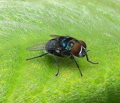 Chrysomya chloropyga