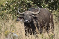 Syncerus caffer caffer