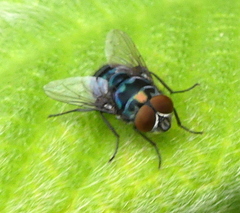 Chrysomya chloropyga