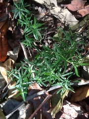Galium uniflorum
