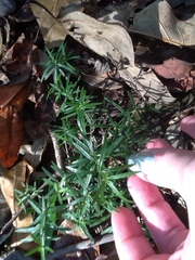 Galium uniflorum