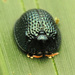 Palmetto Tortoise Beetle - Photo (c) Katja Schulz, some rights reserved (CC BY)