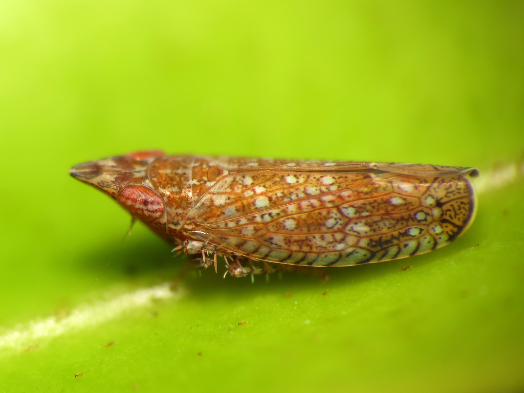 Scaphytopiini