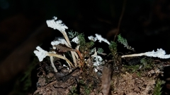 Cordyceps tenuipes