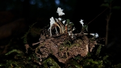 Cordyceps tenuipes