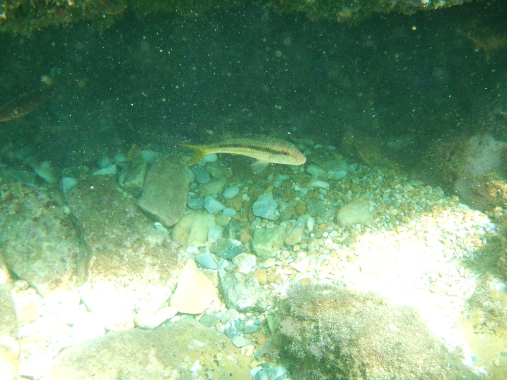 Striped Red Mullet