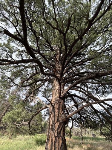Southwestern Ponderosa Pine