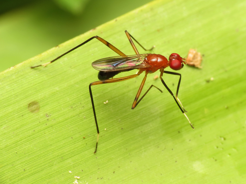 Grallipeza nebulosa