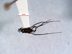 Rheumatobates rileyi