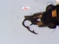 Rheumatobates rileyi