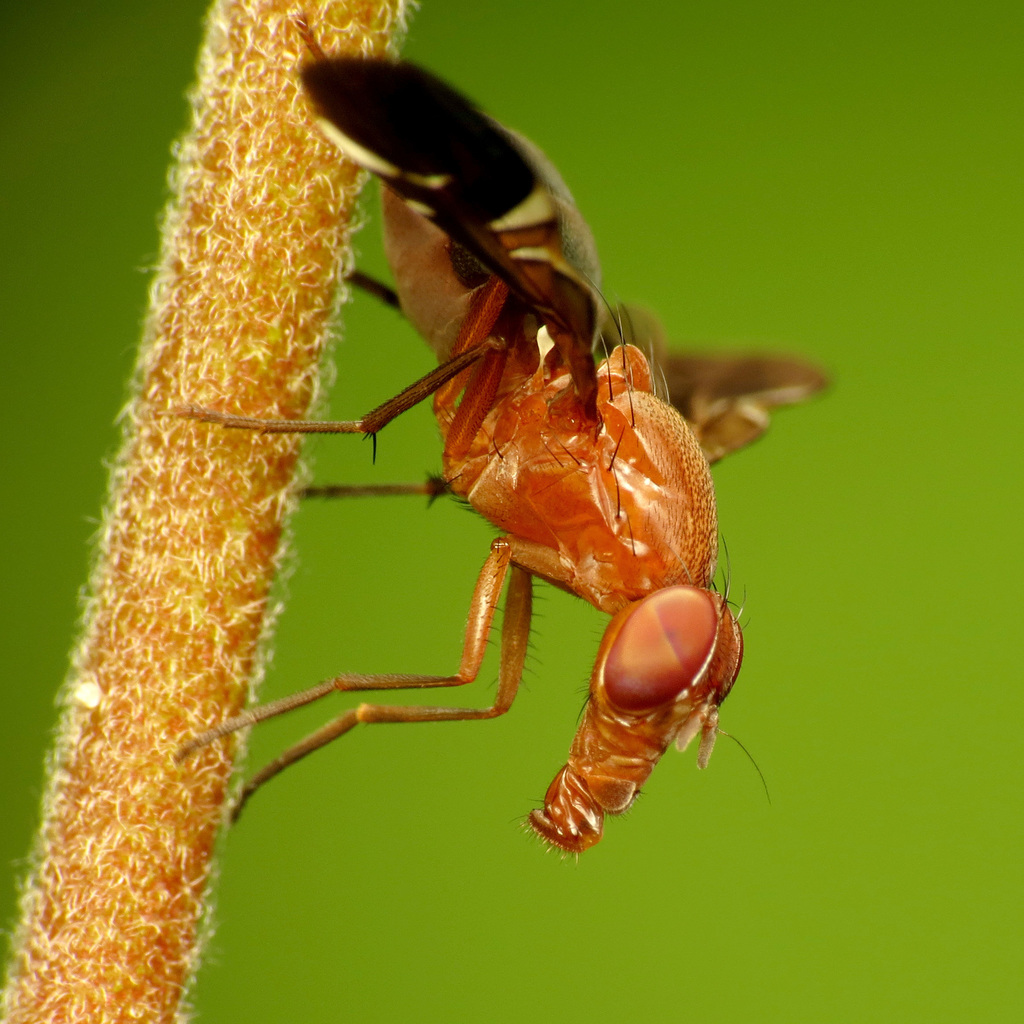 Common Picture-winged Fly