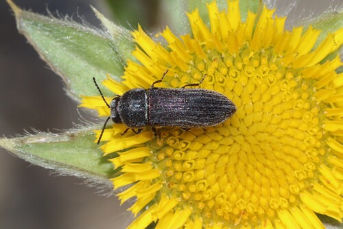 Acmaeoderella coarctata