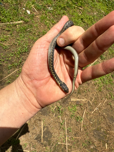 Photo of a Godman's Garter Snake (Thamnophis godmani)