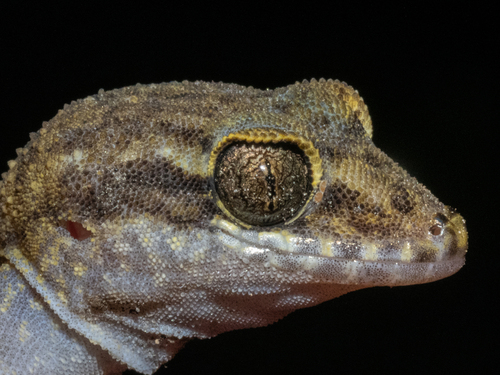 Chevert's Gecko
