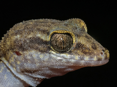 Chevert's Gecko photo 2