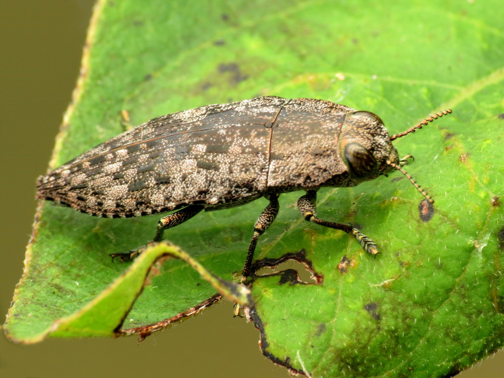Dicerca obscura