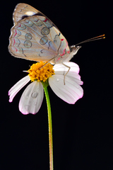 Diaethria bacchis