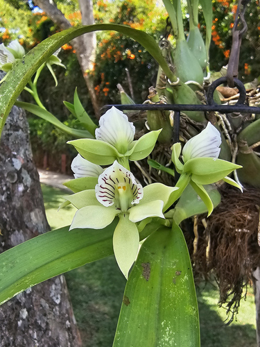 Epidendrum hoffmannii Schltr.