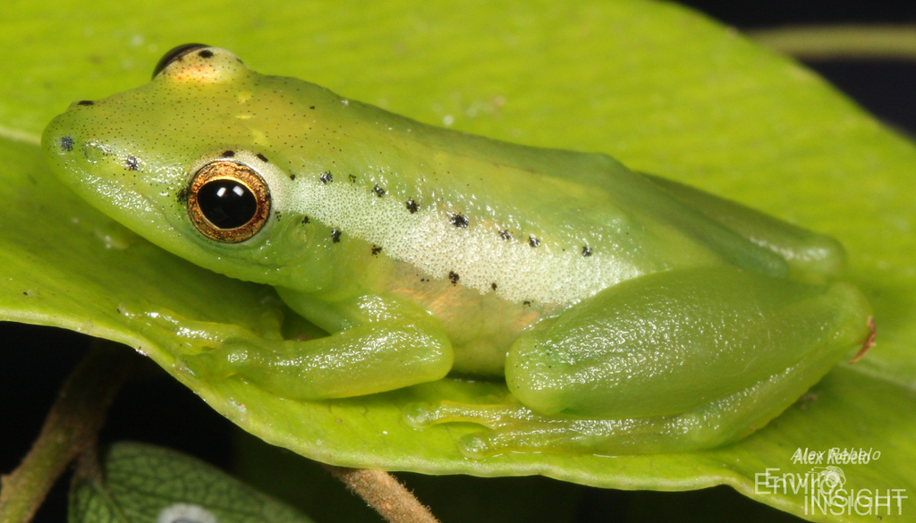 Parker's Reed Frog