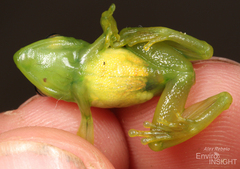Parker's Reed Frog photo 4