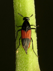 Macrosiagon cruenta