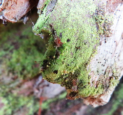 Chaenotheca furfuracea