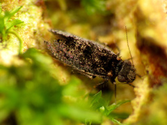 Echmepteryx