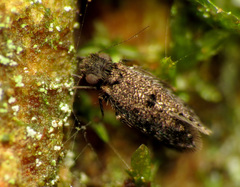 Echmepteryx