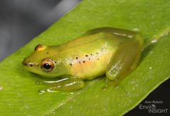 Parker's Reed Frog photo 5