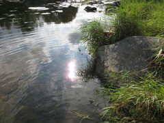 Rheumatobates rileyi