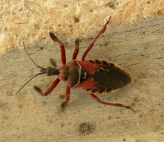 Apiomerus floridensis