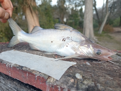 Catfish (Parapimelodus valenciennis) — Pimelodidae