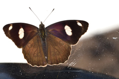 Diaethria bacchis