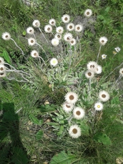 Helichrysum ecklonis
