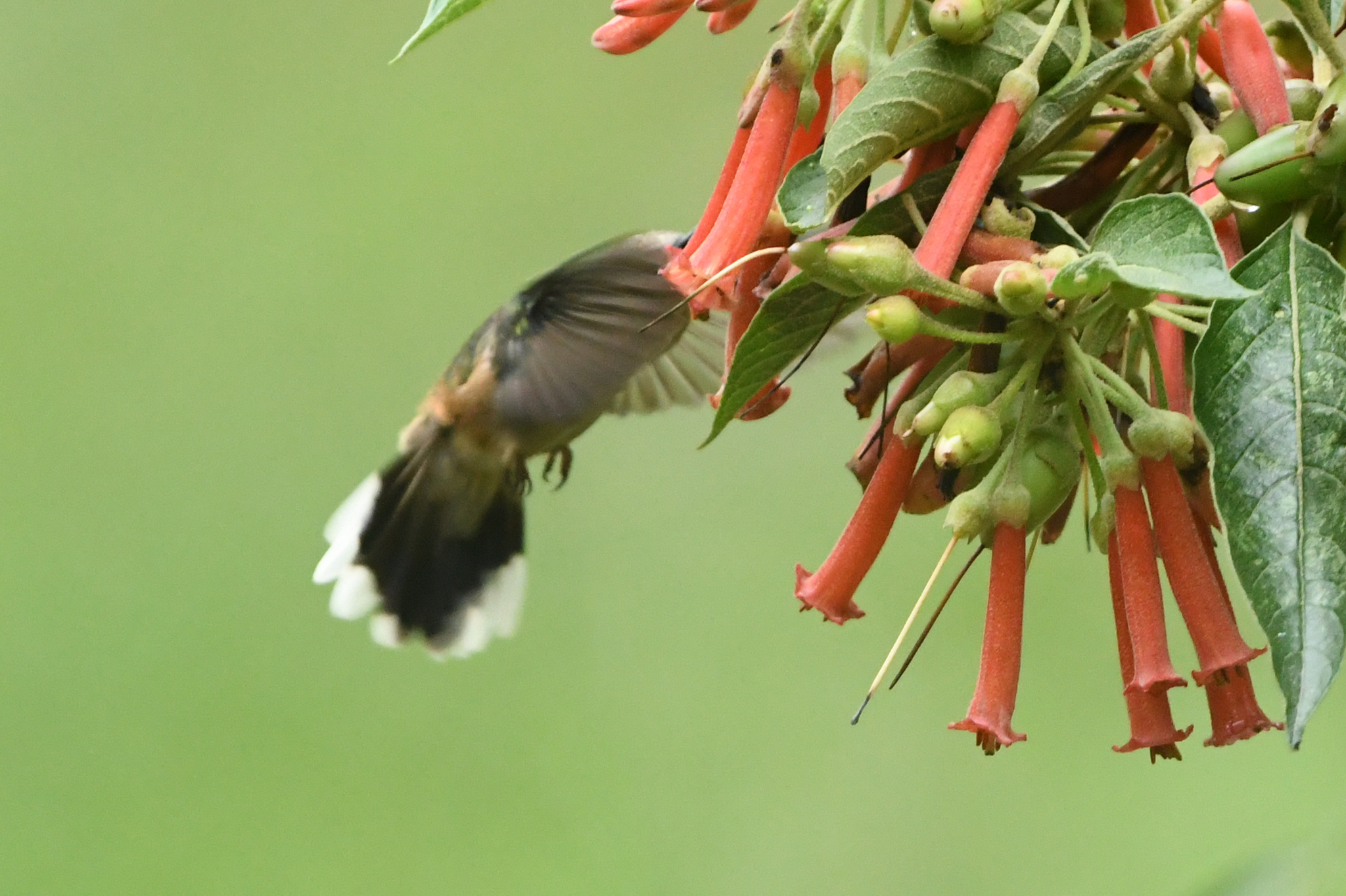 Tolima Blossomcrown (Anthocephala berlepschi), photo 4