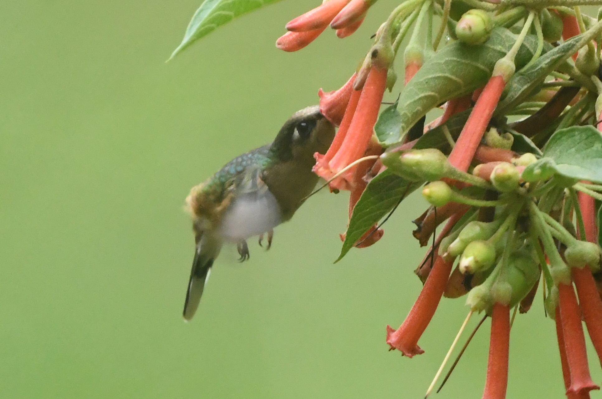 Tolima Blossomcrown (Anthocephala berlepschi), photo 3