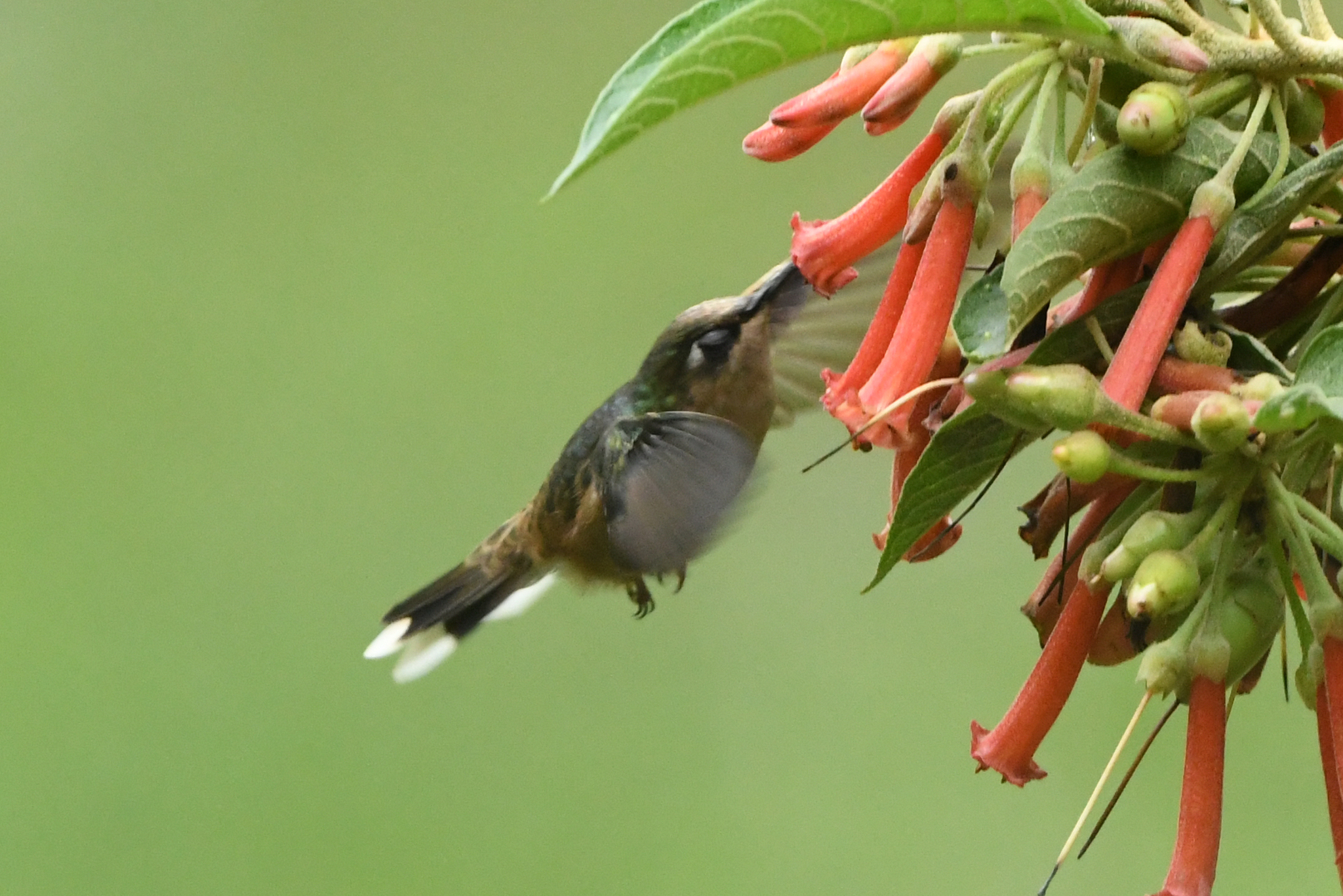 Tolima Blossomcrown (Anthocephala berlepschi), photo 2