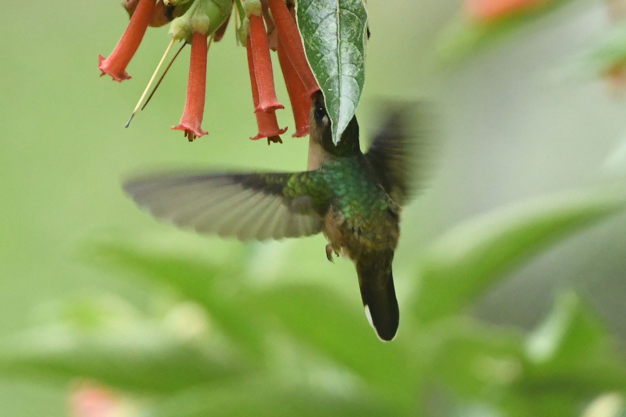 Tolima Blossomcrown (Anthocephala berlepschi), photo 5