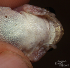 Bagamoyo Forest Treefrog photo 5