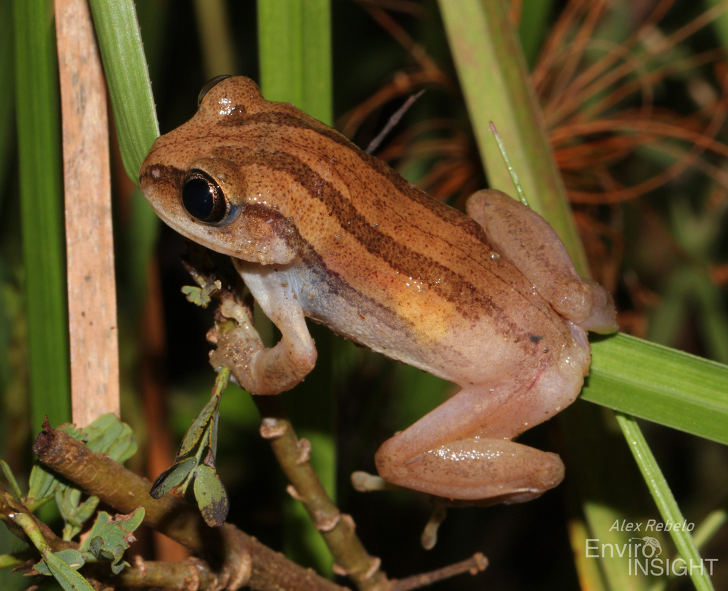 Bagamoyo Forest Treefrog