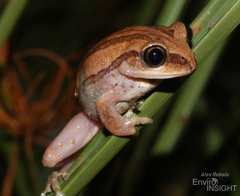 Bagamoyo Forest Treefrog photo 3