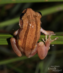 Bagamoyo Forest Treefrog photo 4