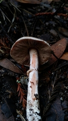 Agaricus arorae