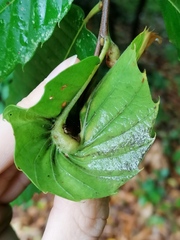 Dryocosmus kuriphilus